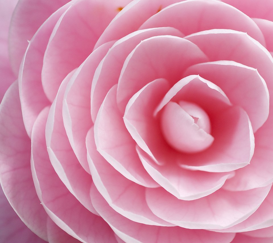 Обои цветок, лепестки, розовые, камелия, flower, petals, pink, camellia разрешение 2048x1365 Загрузить