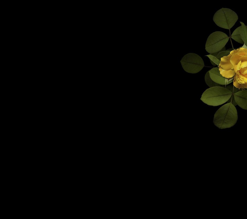 Обои минимализм, черный фон, желтая роза, minimalism, black background, yellow rose разрешение 2560x1600 Загрузить