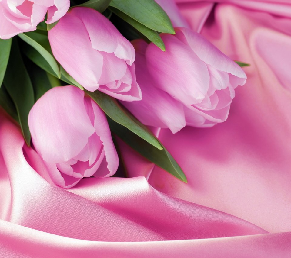 Обои розовый, тюльпаны, 8 марта, шелк, pink, tulips, march 8, silk разрешение 2880x1800 Загрузить