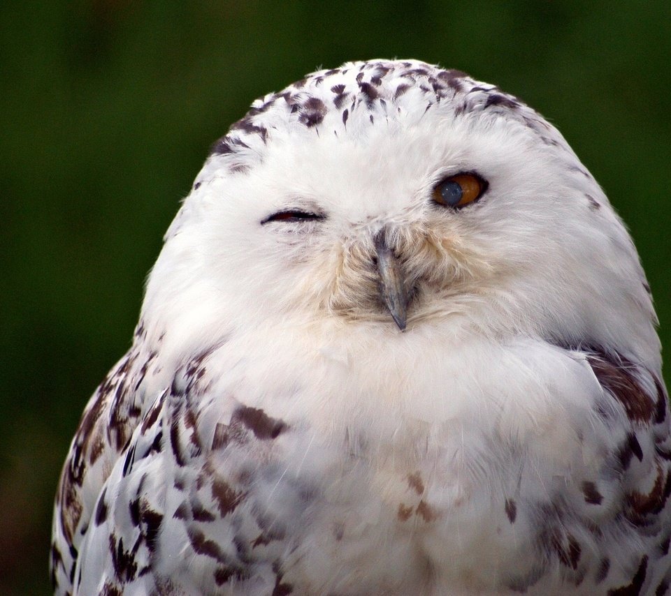 Обои птица, полярная сова, белая сова, bird, snowy owl, white owl разрешение 1920x1200 Загрузить