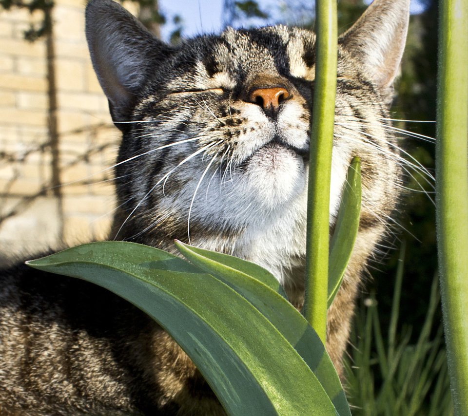 Обои цветы, солнце, кот, лежит, животное, стебель, греется, flowers, the sun, cat, lies, animal, stem, heated разрешение 2560x1600 Загрузить