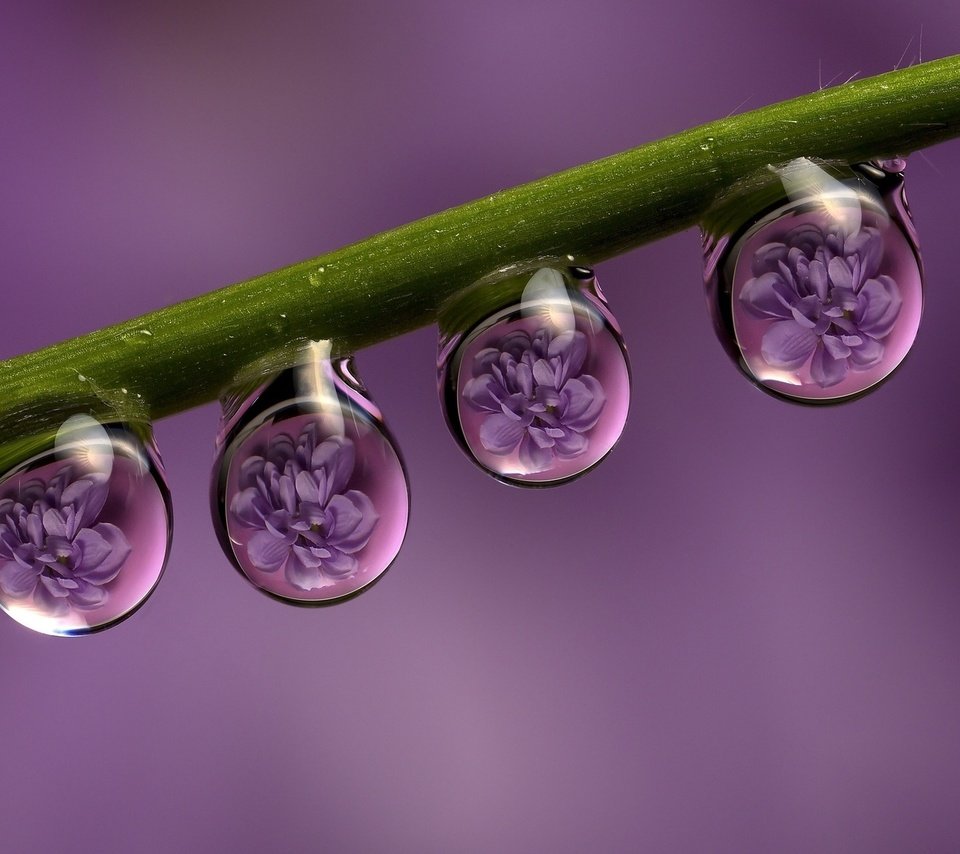 Обои цветы, макро, отражение, роса, капли, стебель, flowers, macro, reflection, rosa, drops, stem разрешение 1920x1200 Загрузить