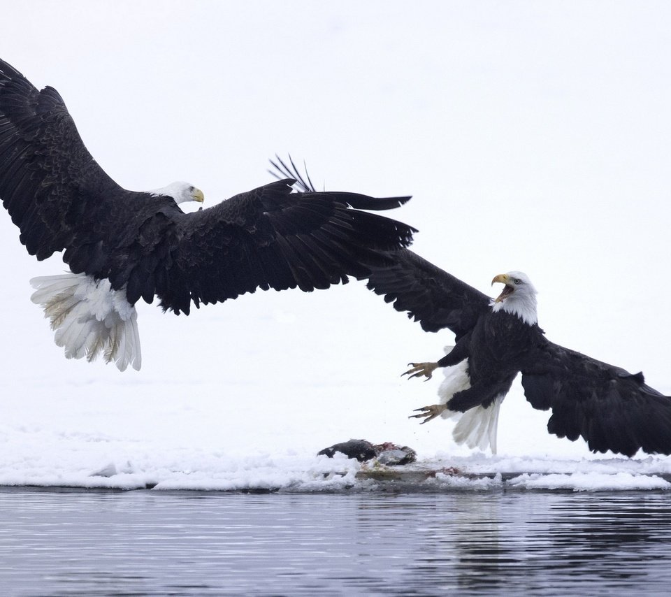 Обои крылья, орел, птицы, орлан, белоголовый орлан, белоголовые орланы, wings, eagle, birds, orlan, bald eagle, bald eagles разрешение 1920x1200 Загрузить