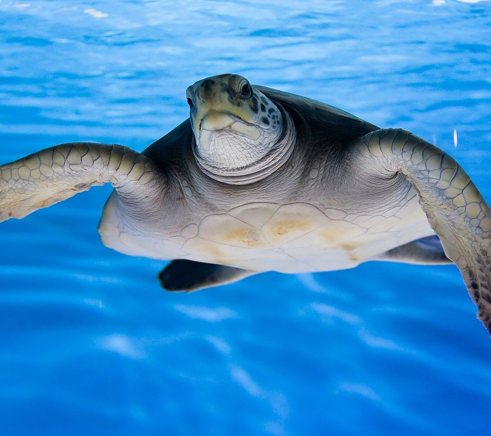Обои вода, природа, море, черепаха, океан, water, nature, sea, turtle, the ocean разрешение 1920x1200 Загрузить