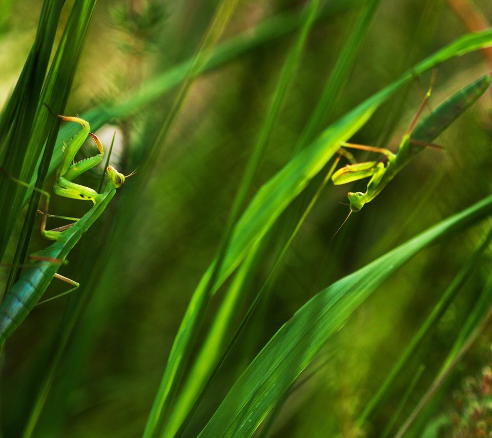 Обои трава, листья, насекомые, зеленые, богомол, богомолы, grass, leaves, insects, green, mantis, praying mantises разрешение 2048x1409 Загрузить