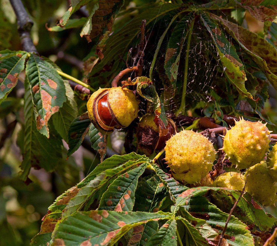 Обои дерево, осень, каштаны, tree, autumn, chestnuts разрешение 2048x1375 Загрузить