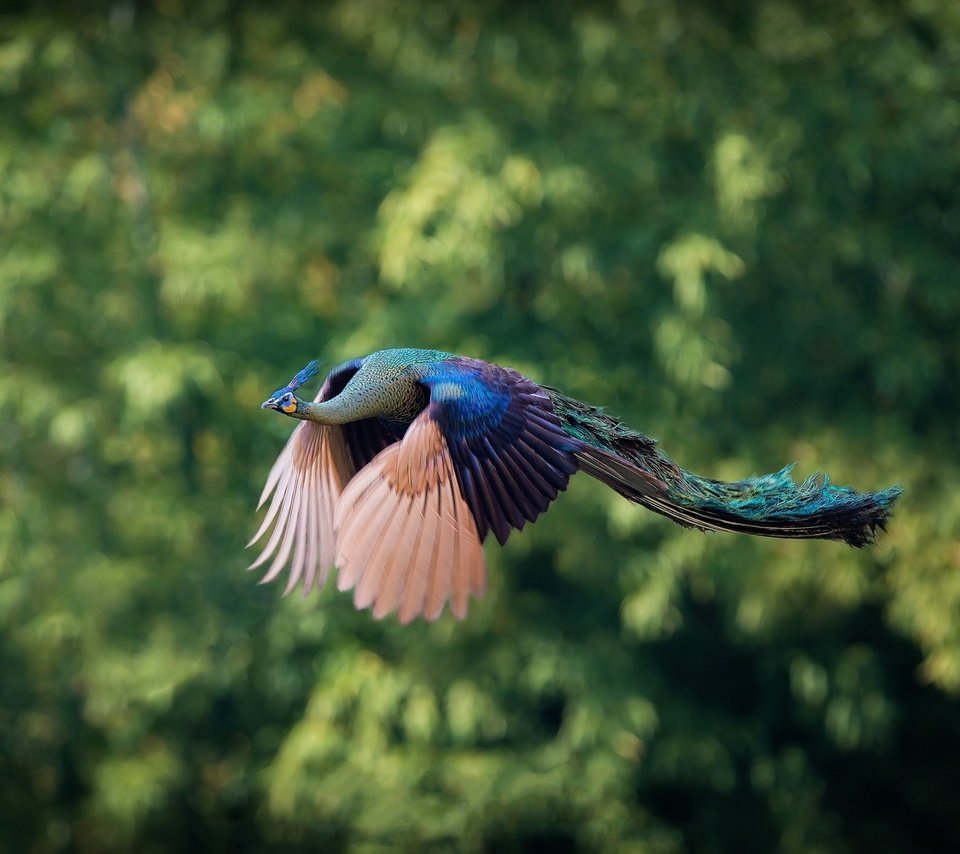 Обои природа, фон, полет, птицы, павлин, nature, background, flight, birds, peacock разрешение 2000x1319 Загрузить