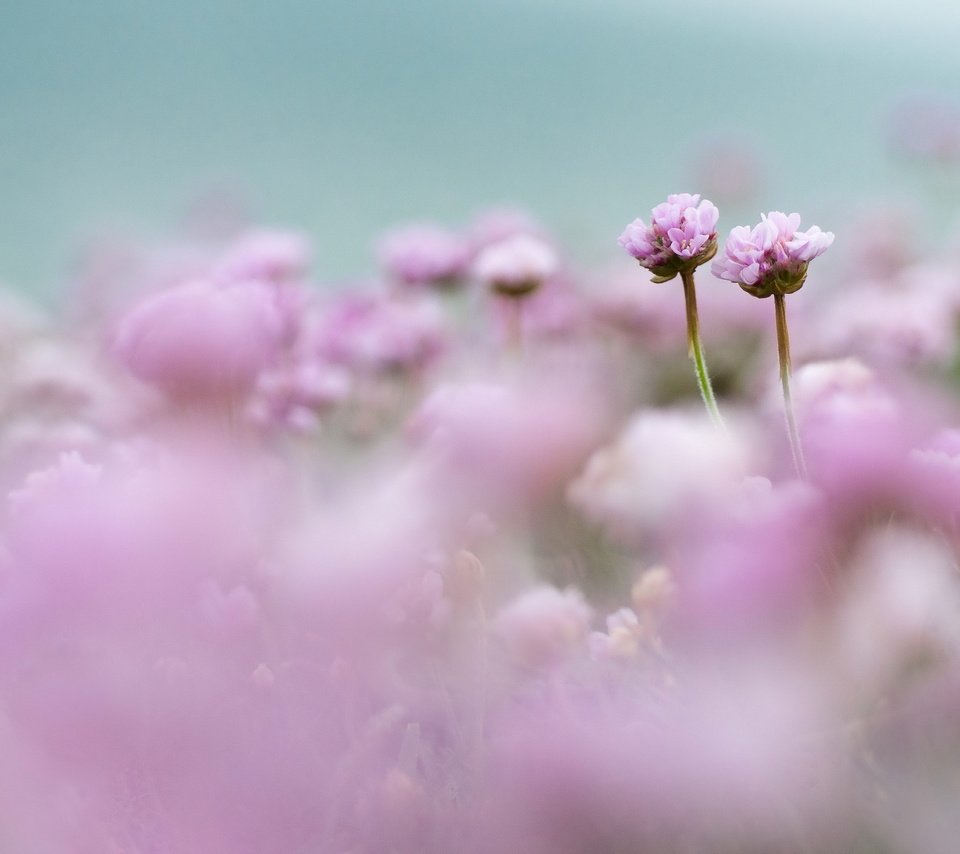 Обои цветы, поле, размытость, розовые, нежность, flowers, field, blur, pink, tenderness разрешение 2560x1696 Загрузить