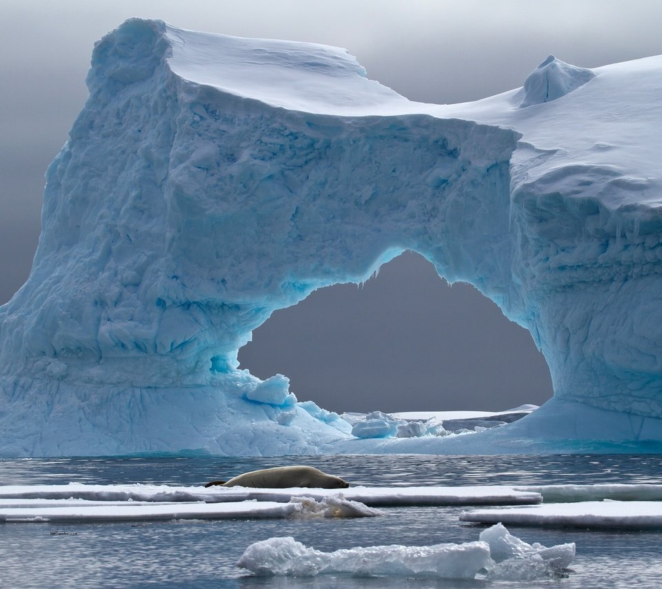 Обои море, лёд, айсберг, животное, арка, антарктида, тюлень, crabeater seal, petermann island, sea, ice, iceberg, animal, arch, antarctica, seal разрешение 2048x1358 Загрузить