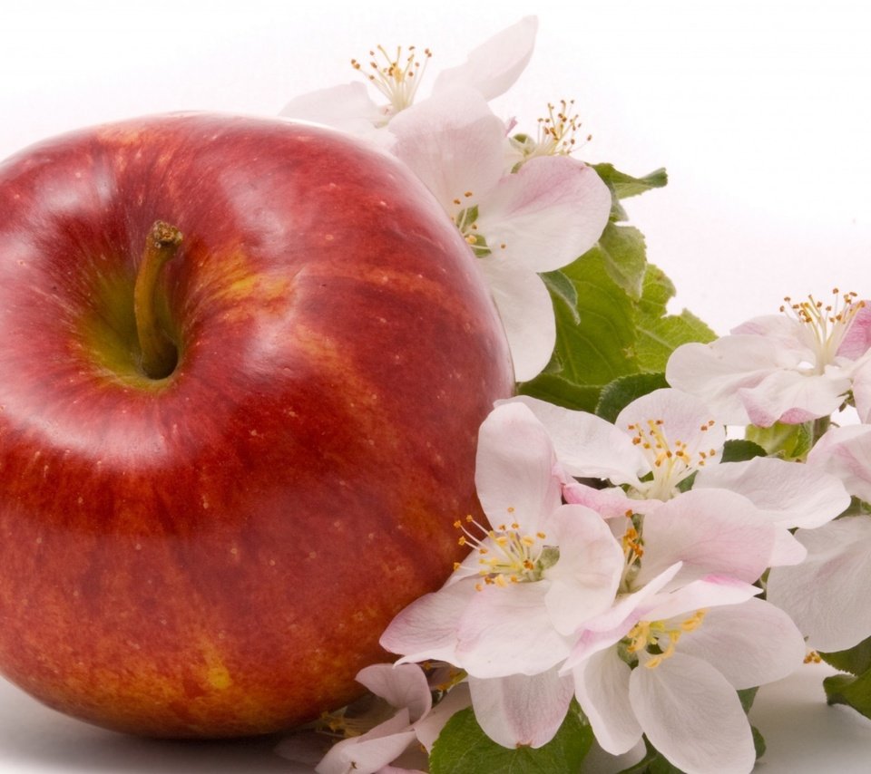 Обои цветы, фрукты, яблоко, листики, красное, спелое, flowers, fruit, apple, leaves, red, ripe разрешение 1920x1302 Загрузить