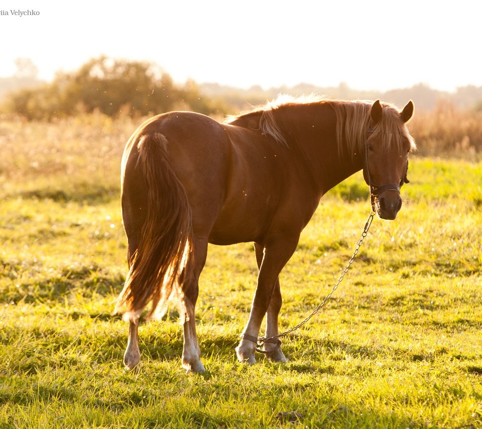 Обои лошадь, трава, солнце, лето, пастбище, конь, hourse, horse, grass, the sun, summer, pasture разрешение 3888x2592 Загрузить