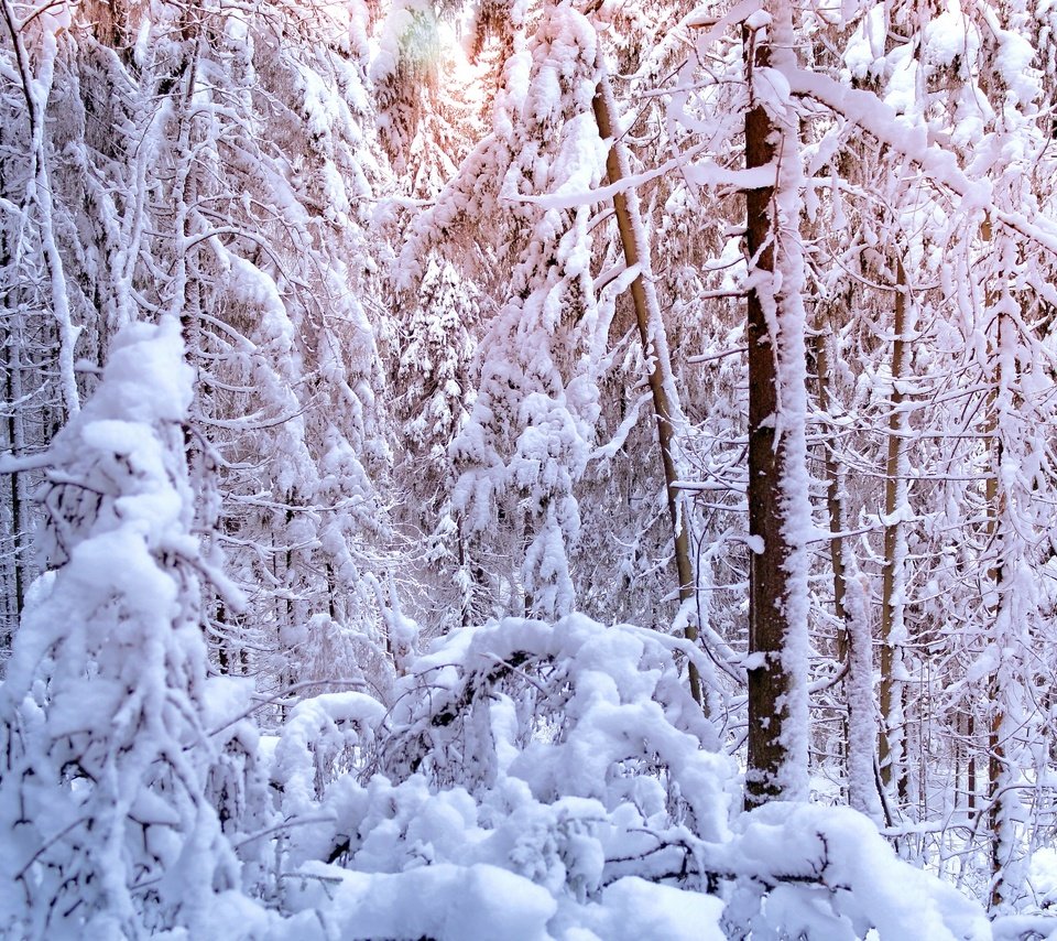 Обои ели, свет, вс, деревья, сосна, солнце,     дерево, снег, лес, зима, сосны, елки, ate, light, sun, trees, the sun, snow, forest, winter, pine, tree разрешение 2880x1850 Загрузить