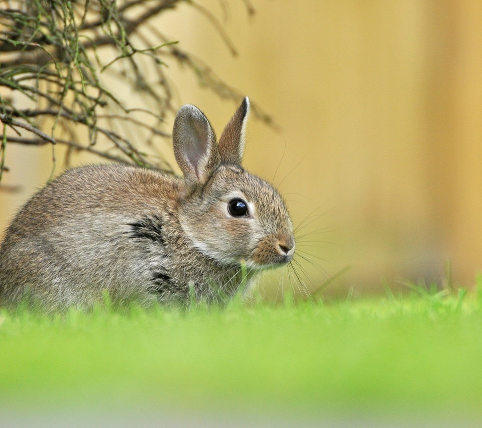 Обои трава, зелень, весна, малыш, заяц, зайчонок, grass, greens, spring, baby, hare разрешение 2048x1366 Загрузить