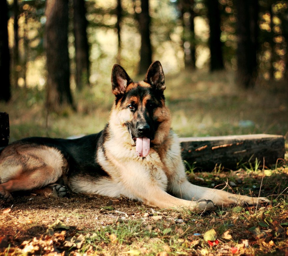 Обои лес, собака, немецкая овчарка, forest, dog, german shepherd разрешение 2000x1333 Загрузить
