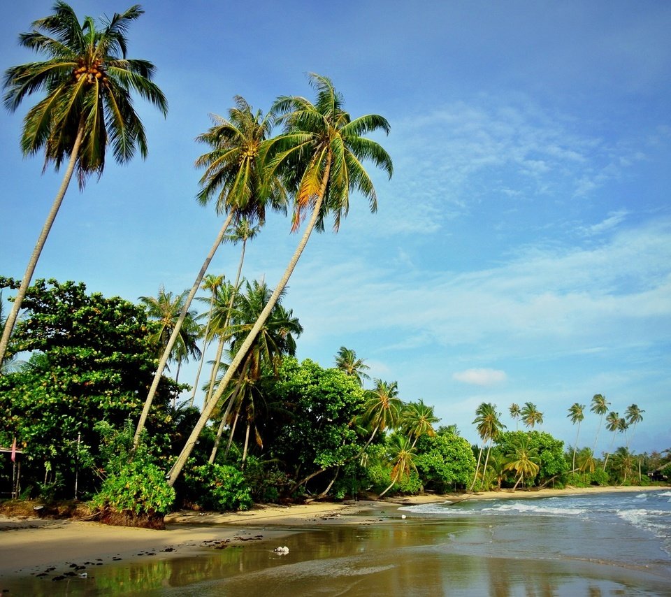 Обои природа, волны, море, пляж, пальмы, nature, wave, sea, beach, palm trees разрешение 2048x1371 Загрузить