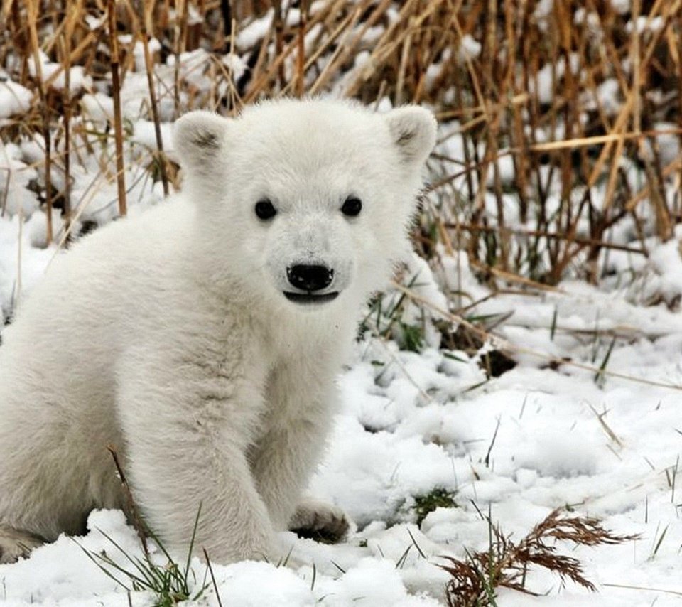 Обои трава, снег, медведь, белый, детеныш, медвежонок, полярный, grass, snow, bear, white, cub, polar разрешение 1920x1200 Загрузить