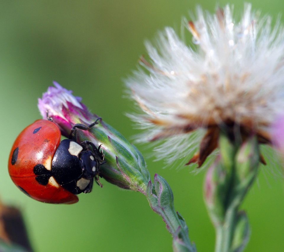 Обои жук, макро, насекомое, цветок, божья коровка, ziva & amir, beetle, macro, insect, flower, ladybug разрешение 3786x2397 Загрузить