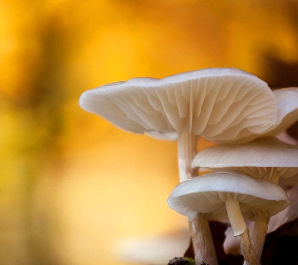 Обои природа, макро, осень, грибы, боке, nature, macro, autumn, mushrooms, bokeh разрешение 1920x1080 Загрузить