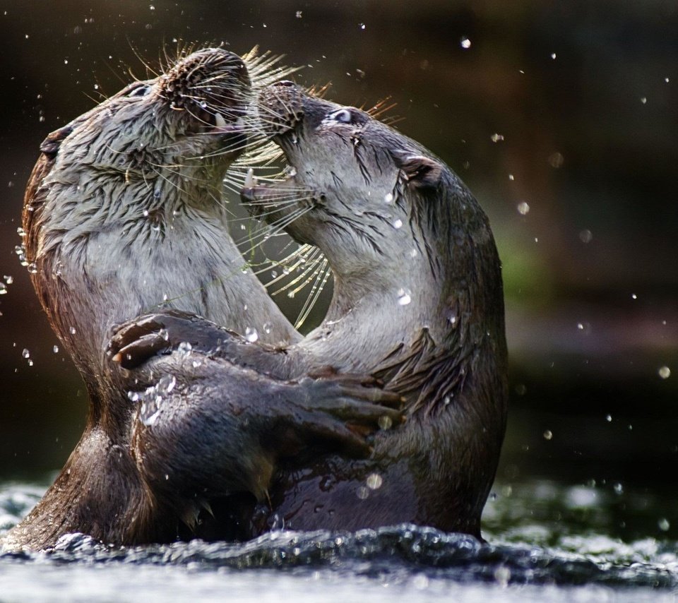 Обои вода, животные, выдры, речная выдра, water, animals, otters, river otter разрешение 2048x1365 Загрузить