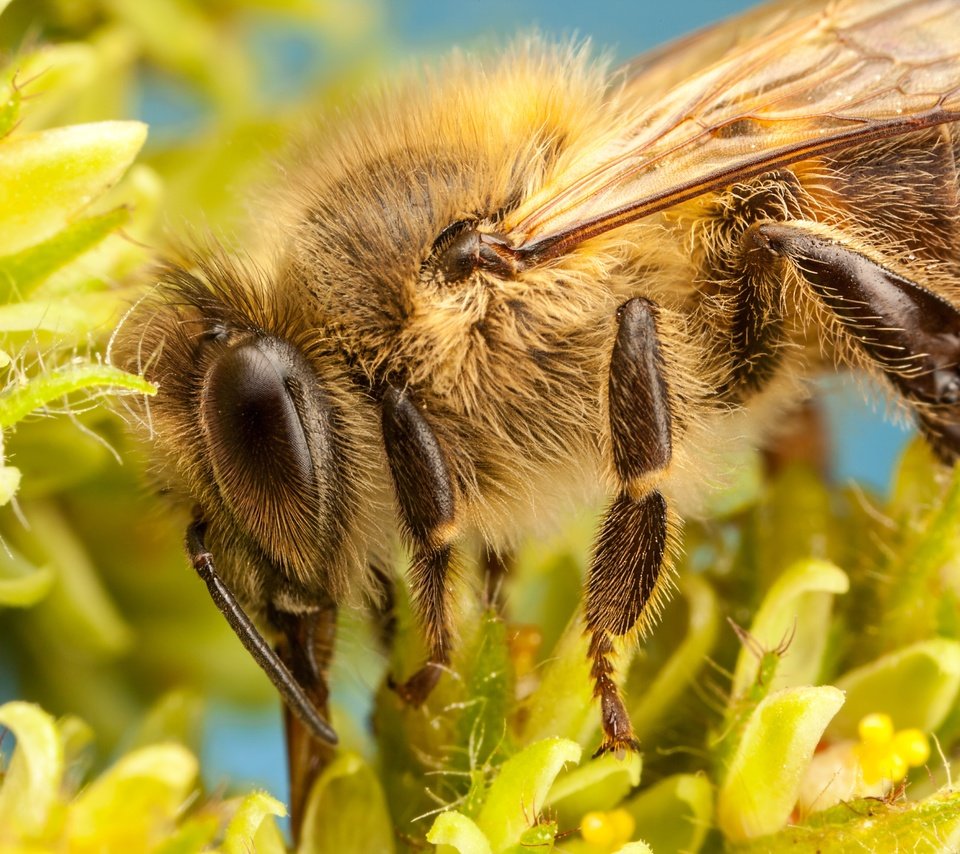 Обои цветы, насекомое, лепестки, пчела, боке, flowers, insect, petals, bee, bokeh разрешение 5000x3333 Загрузить