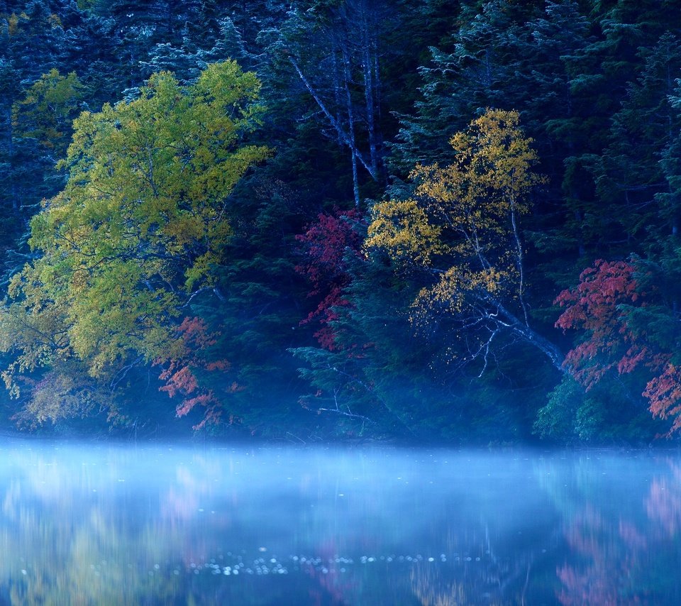 Обои деревья, озеро, лес, туман, trees, lake, forest, fog разрешение 2048x1367 Загрузить