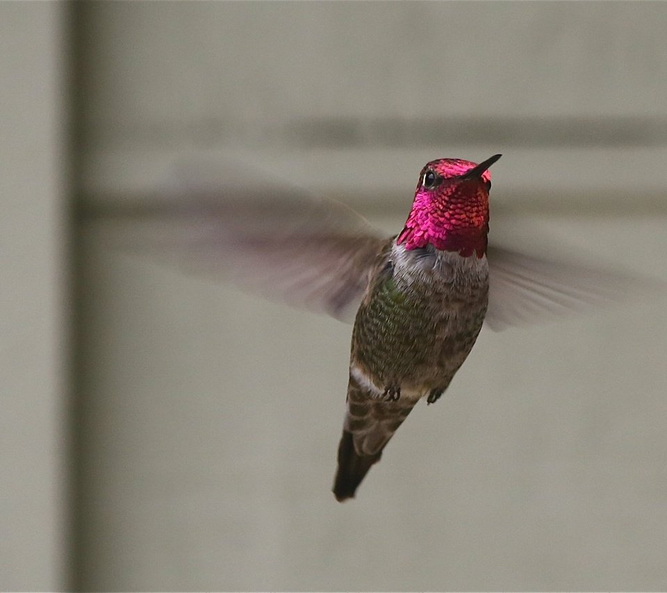 Обои полет, крылья, птица, колибри, flight, wings, bird, hummingbird разрешение 1988x1478 Загрузить