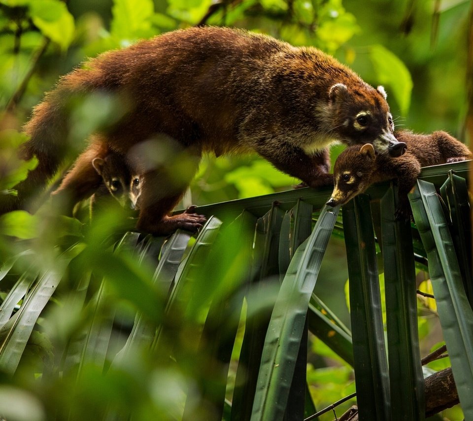 Обои листья, детеныши, носуха, коати, leaves, cubs, the coati, coati разрешение 1920x1201 Загрузить