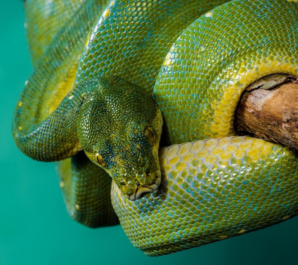 Обои змея, питон, рептилия, древесный, зеленый древесный питон, зеленый питон, snake, python, reptile, wood разрешение 2880x1923 Загрузить