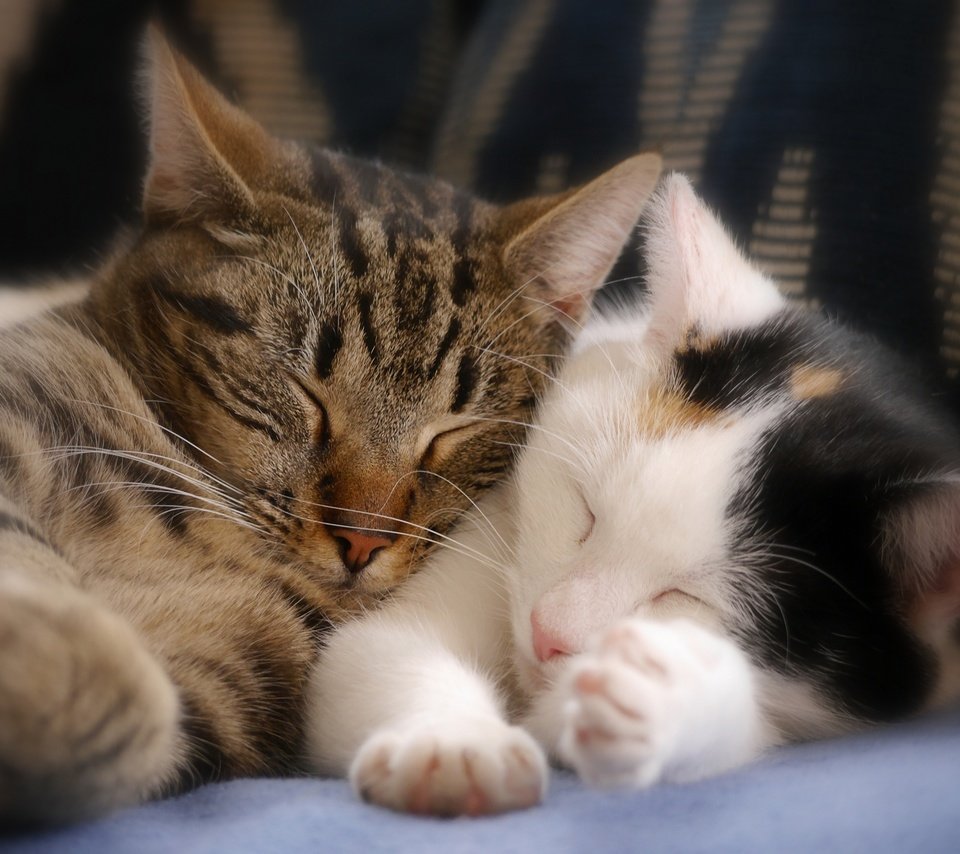 Обои сон, парочка, кошки, котята, спящие котята, sleep, a couple, cats, kittens, sleeping kittens разрешение 3600x2700 Загрузить