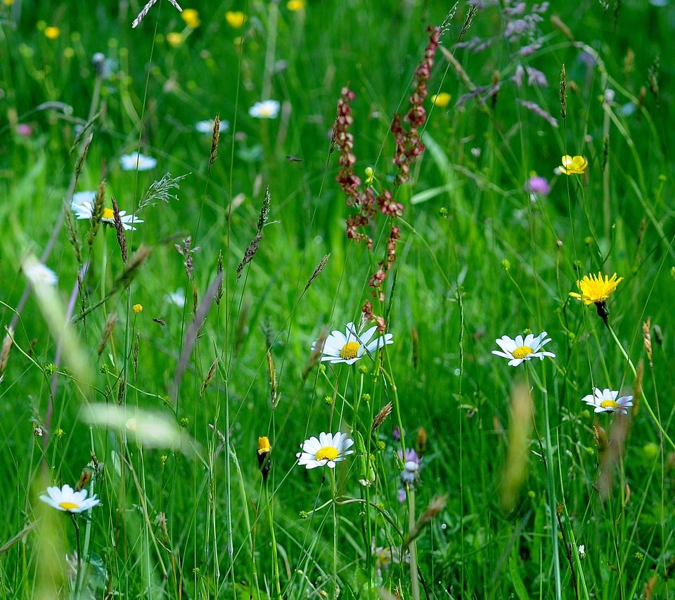Обои цветы, трава, макро, поле, flowers, grass, macro, field разрешение 4288x1804 Загрузить