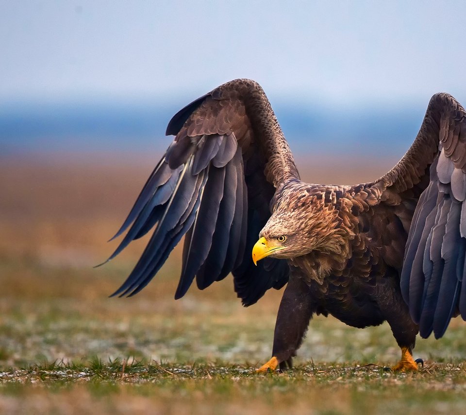 Обои природа, крылья, орел, птица, nature, wings, eagle, bird разрешение 2048x1366 Загрузить