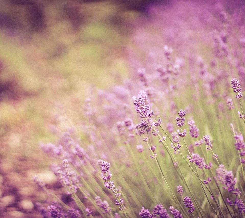 Обои цветы, лаванда, стебли, боке, flowers, lavender, stems, bokeh разрешение 2304x1536 Загрузить