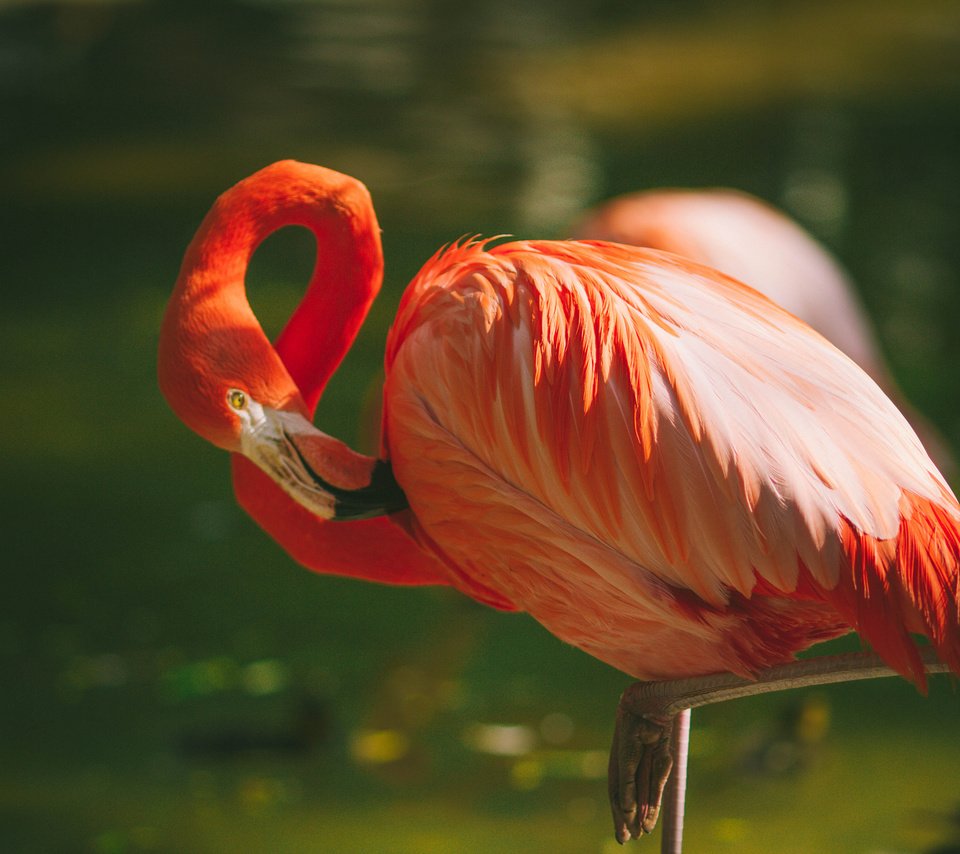 Обои фламинго, птица, перья, flamingo, bird, feathers разрешение 2048x1365 Загрузить