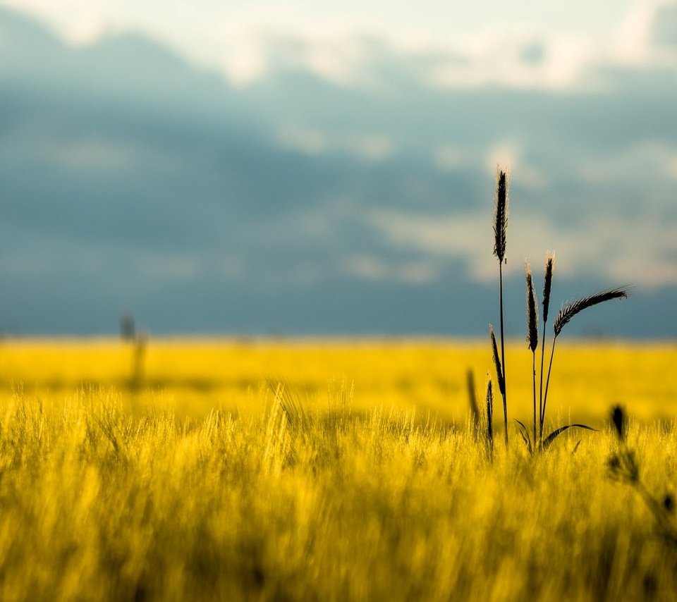 Обои горы, природа, фон, поле, лето, mountains, nature, background, field, summer разрешение 1920x1080 Загрузить