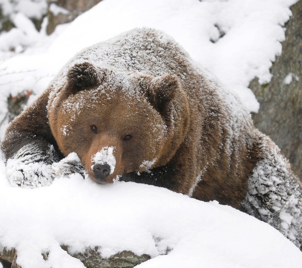 Обои зима, медведь, тайга, бурый, winter, bear, taiga, brown разрешение 2560x1600 Загрузить