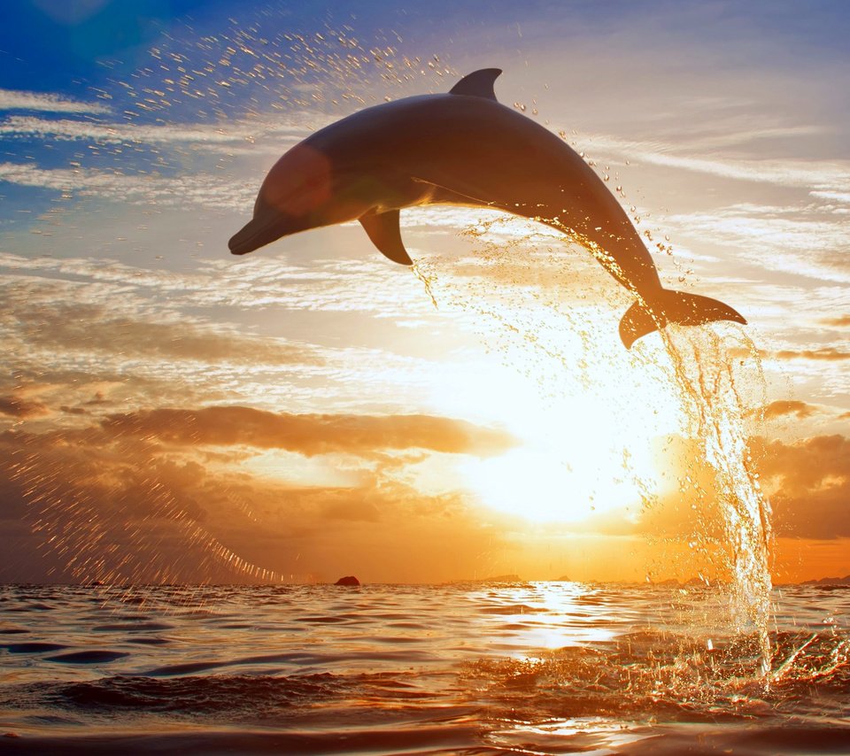 Обои дельфин, dolphin разрешение 4000x2518 Загрузить
