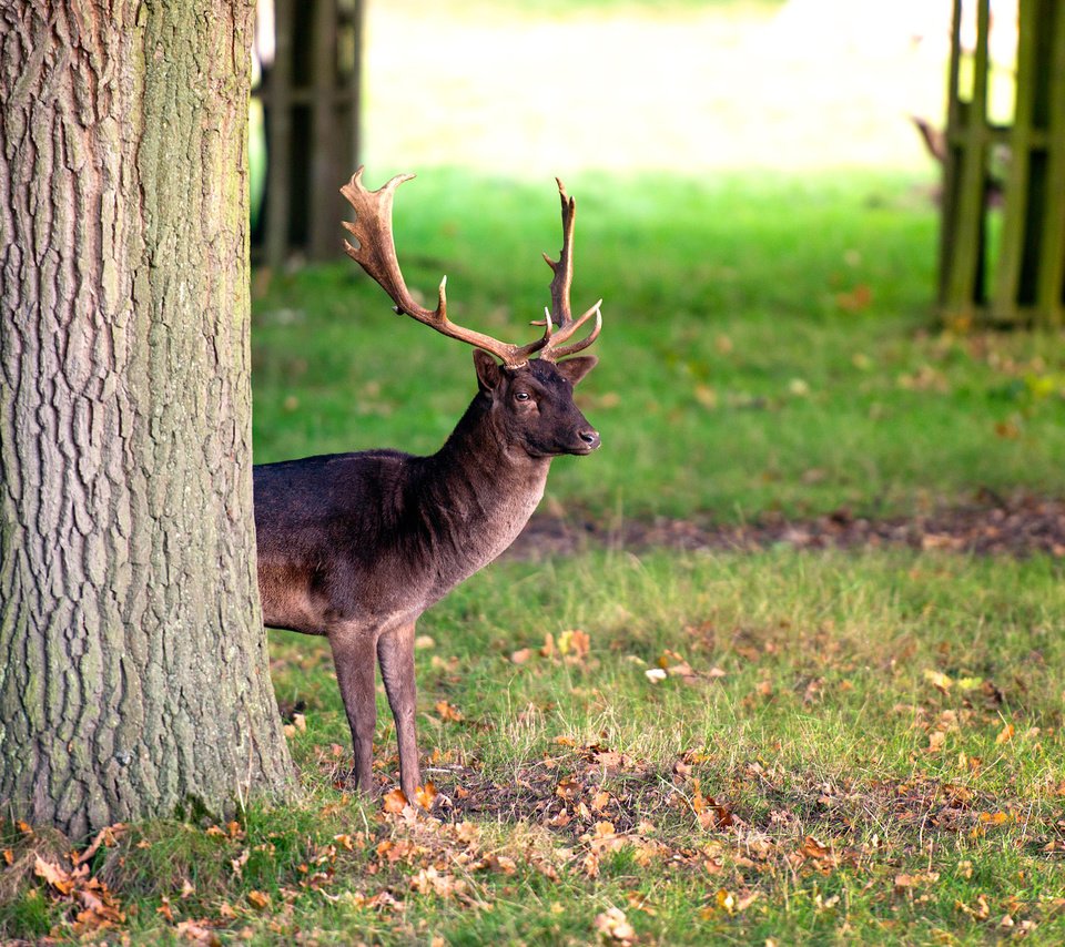 Обои трава, дерево, олень, ствол, рога, оленей, осенние листья, grass, tree, deer, trunk, horns, autumn leaves разрешение 2048x1221 Загрузить