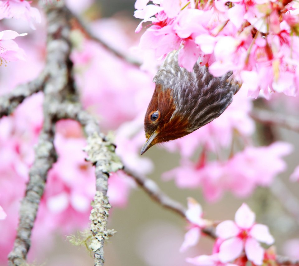 Обои дерево, цветение, птица, весна, tree, flowering, bird, spring разрешение 2048x1365 Загрузить