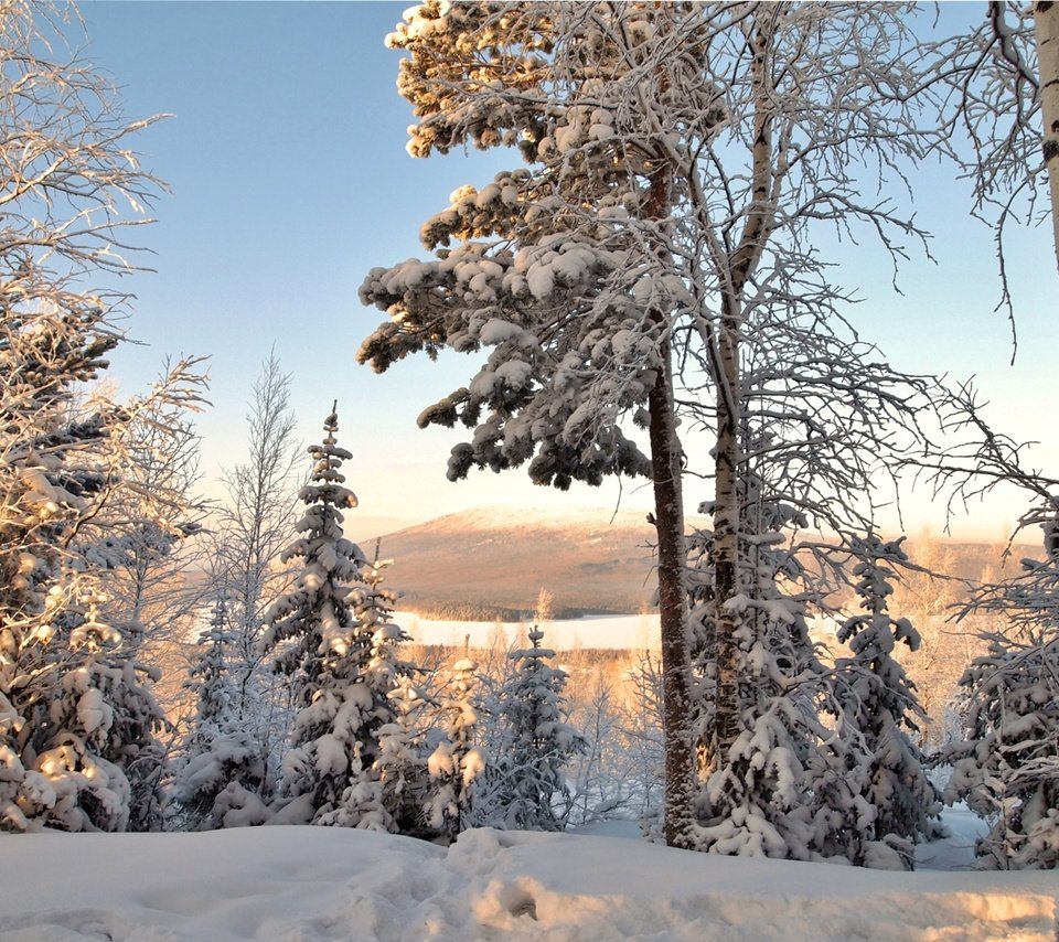 Обои деревья, снег, зима, ель, береза, trees, snow, winter, spruce, birch разрешение 2400x1570 Загрузить