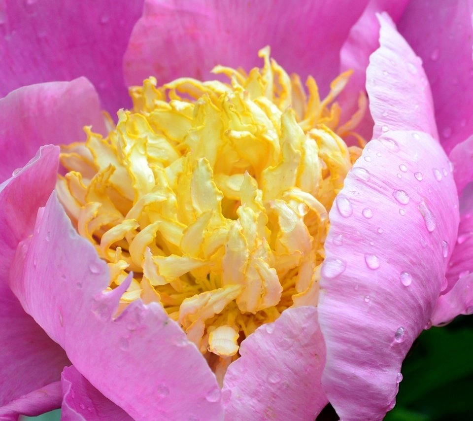 Обои макро, капли, лепестки, розовый, пион, macro, drops, petals, pink, peony разрешение 1920x1271 Загрузить