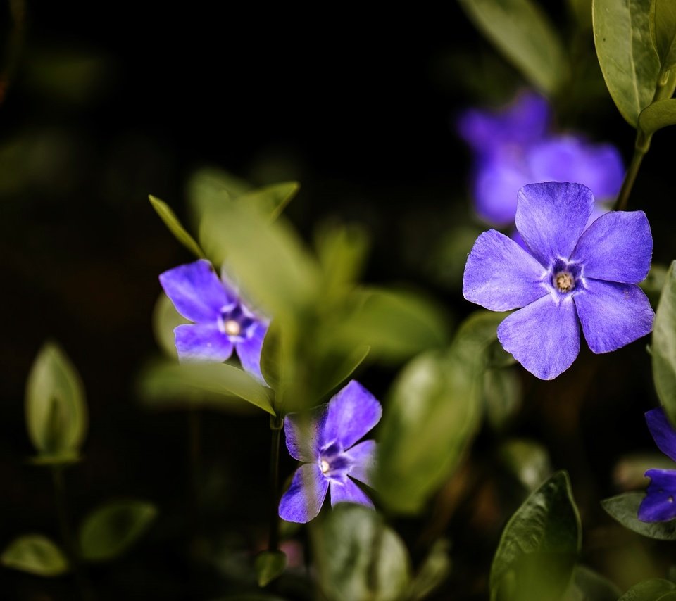 Обои макро, фиолетовый, барвинок, macro, purple, periwinkle разрешение 2048x1367 Загрузить