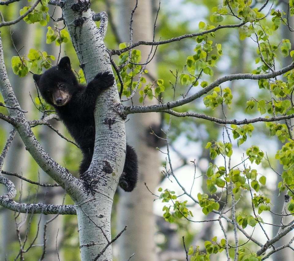 Обои дерево, медведь, на дереве, медвежонок, tree, bear, on the tree разрешение 1920x1282 Загрузить