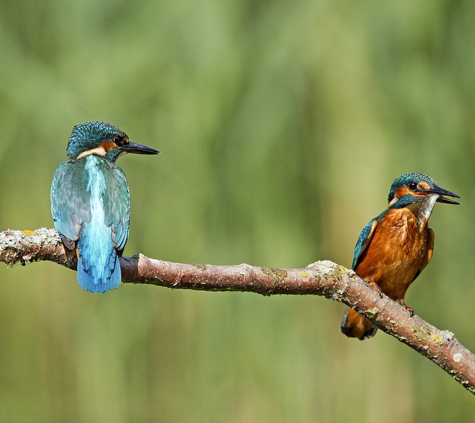 Обои ветка, природа, фон, птицы, зимородок, branch, nature, background, birds, kingfisher разрешение 2048x1420 Загрузить