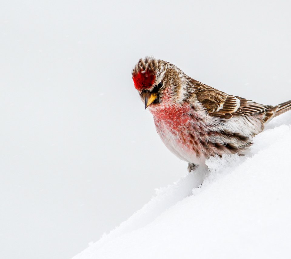 Обои снег, птица, чечётка, snow, bird, tap dance разрешение 3783x2522 Загрузить