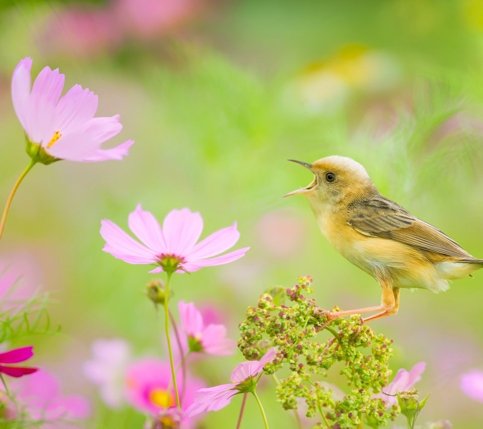 Обои цветы, птица, боке, космея, золотоголовая цистикола, цистикола, flowers, bird, bokeh, kosmeya, zolotokolosa tsistikola, tsistikola разрешение 2048x1365 Загрузить