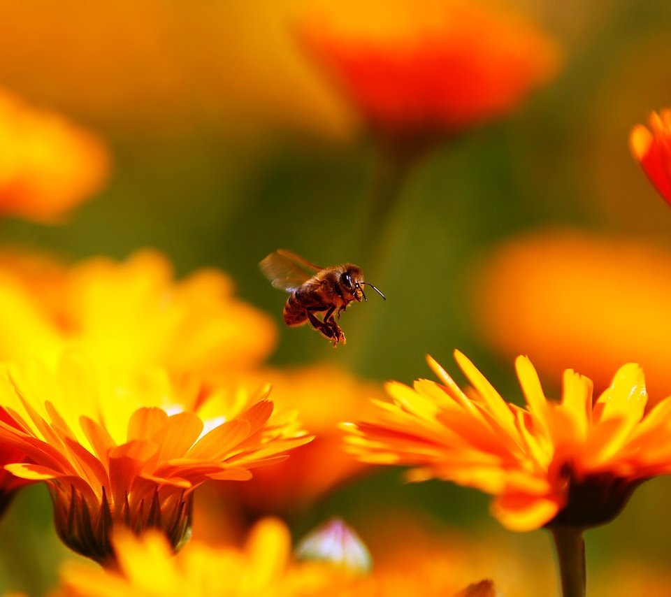 Обои цветы, макро, насекомое, пчела, красивые, flowers, macro, insect, bee, beautiful разрешение 1920x1200 Загрузить