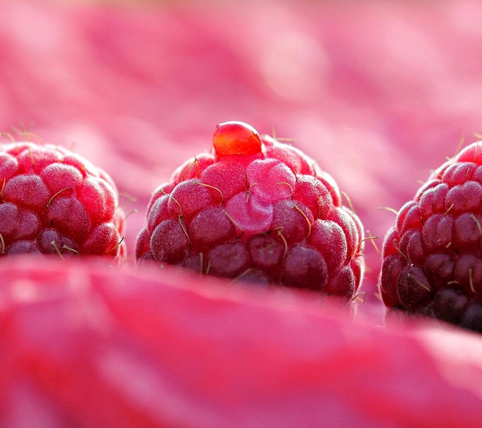 Обои макро, малина, ягоды, трио, macro, raspberry, berries, trio разрешение 2460x1080 Загрузить