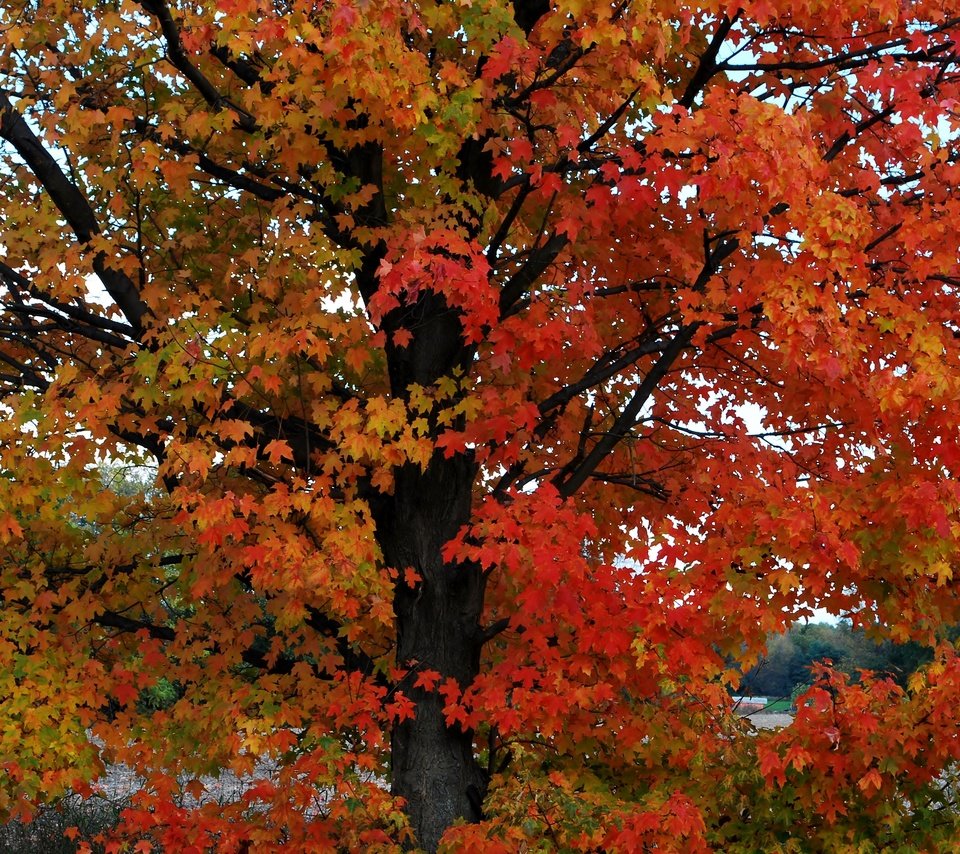 Обои дерево, листья, осень, расцветка, опадают, осен,  листья,     дерево, tree, leaves, autumn, colors, fall разрешение 3872x2592 Загрузить