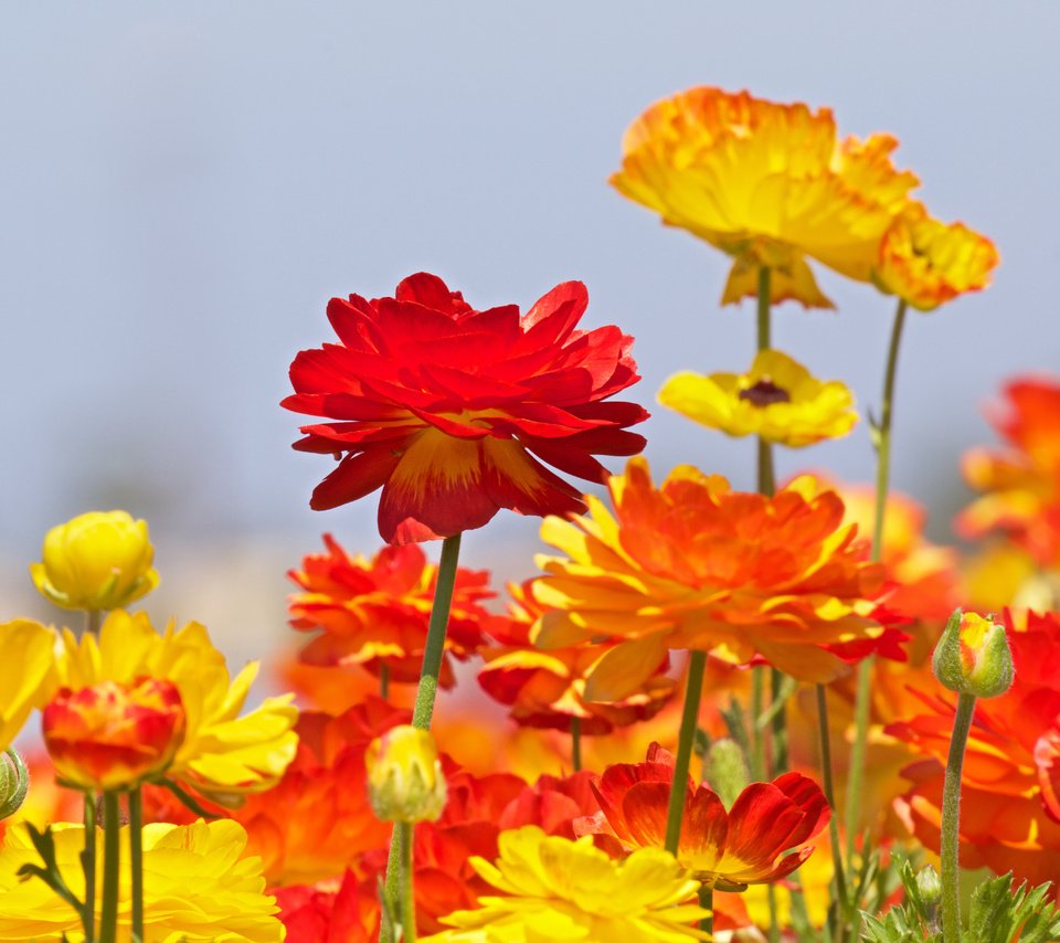 Обои цветы, бутоны, ранункулюс, лютики, flowers, buds, ranunculus, buttercups разрешение 5472x3648 Загрузить
