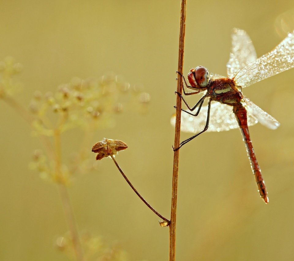 Обои макро, насекомое, крылья, стрекоза, растение, macro, insect, wings, dragonfly, plant разрешение 2880x1620 Загрузить